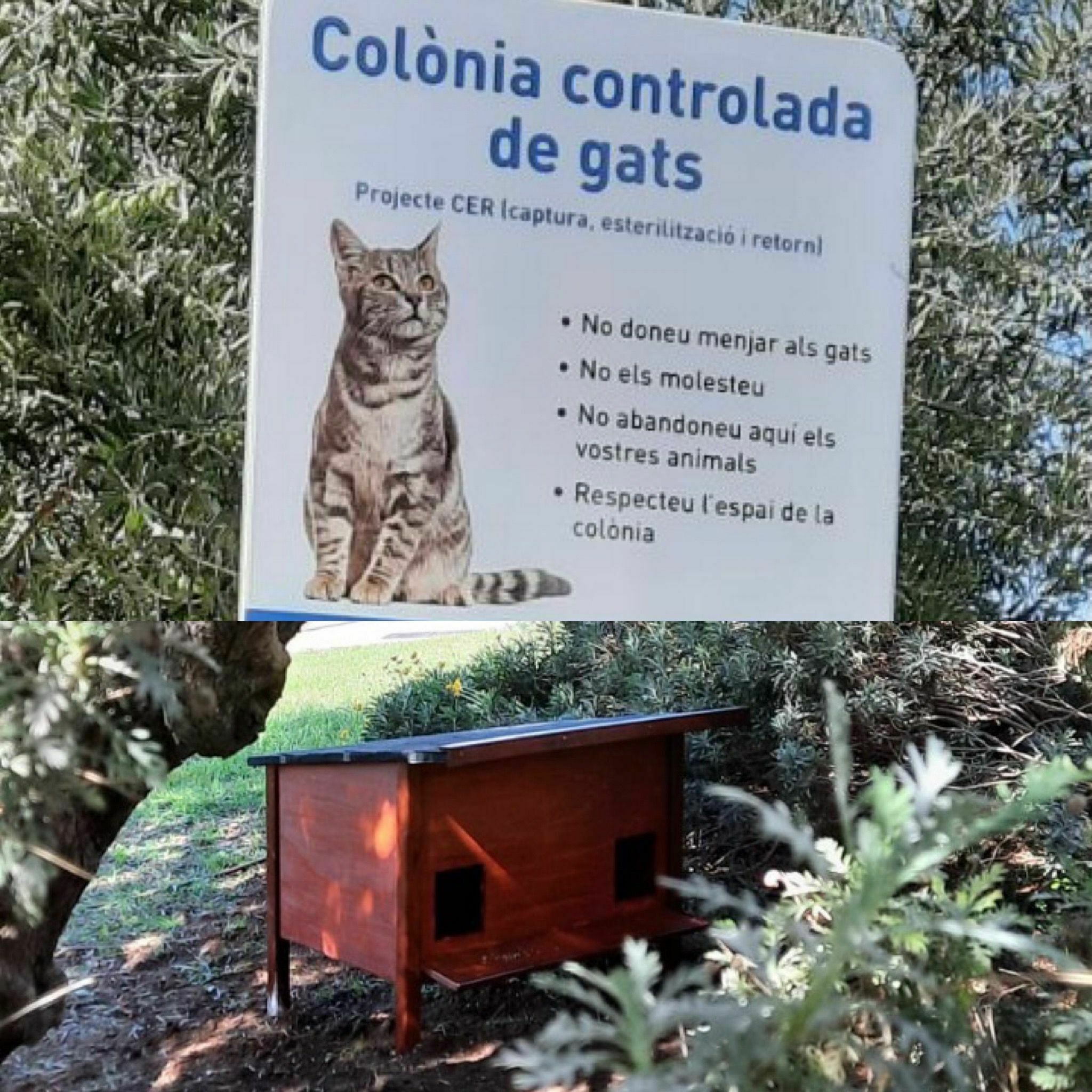 Imatge pels mitjans: Millora de l’espai d’alimentació de les colònies de gats de carrer de Granollers.